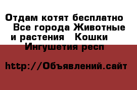 Отдам котят бесплатно  - Все города Животные и растения » Кошки   . Ингушетия респ.